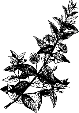 Right Image
